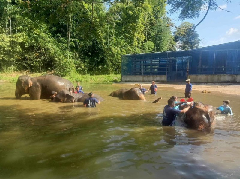 Elephant Sanctuary Park in Chiang Mai (Thailand).