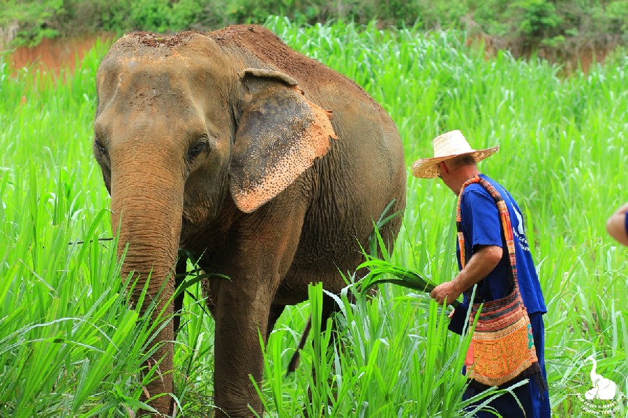 THE IMPORTANCE OF ELEPHANT CONSERVATION | Elephant Sanctuary Park in