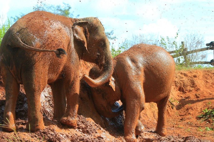 Elephant in Chiang Mai, Thailand - Baby Elephant For A Day (No riding)