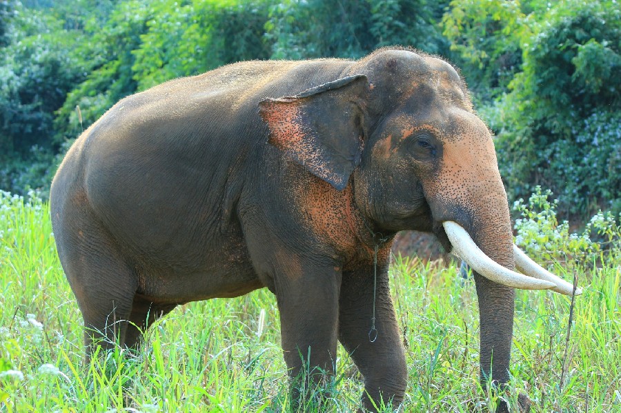 Elephant Sanctuary Park in Chiang Mai (Thailand).