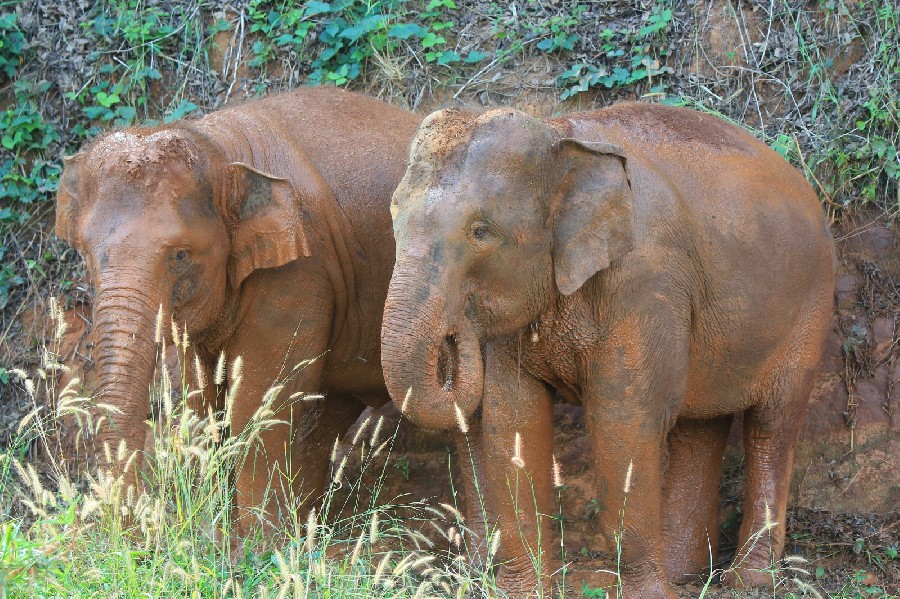 Elephant Sanctuary Park in Chiang Mai (Thailand).